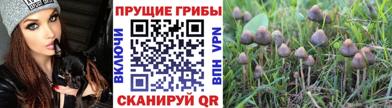 сколько стоит  Касимов  Псилоцибиновые грибы Magic Shrooms 